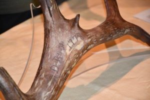 D. Boon kilt an elk? Fort Boonesborough Foundation member researches carving, antler