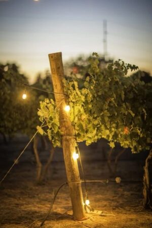 Twilight In The Vines @ Harkness Edwards Vineyards