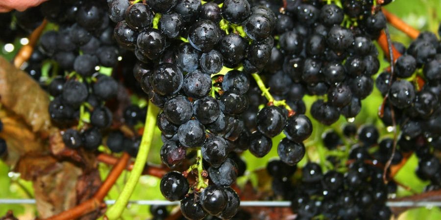 Hamon grapes-1-900×450
