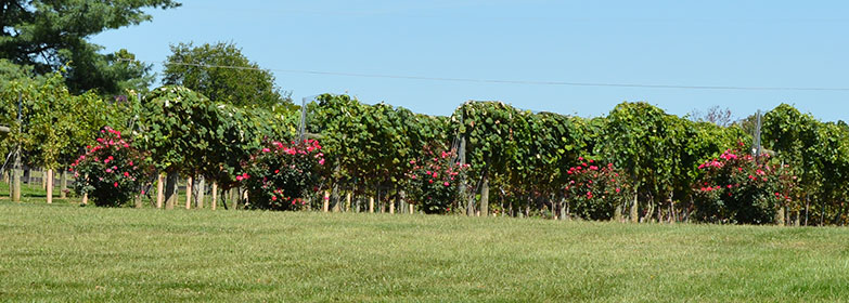 hamon-haven-vineyard