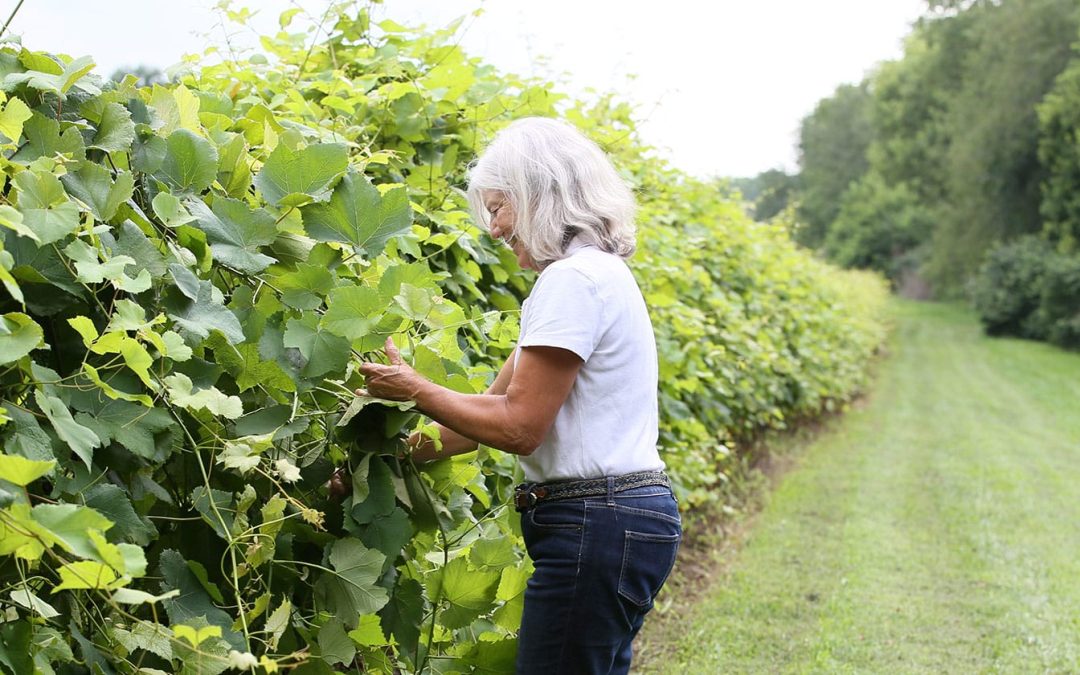 Harkness Edwards Vineyards