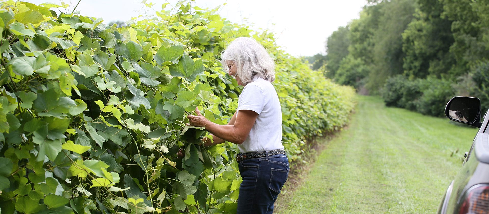 woman looking at vines in a vineyard